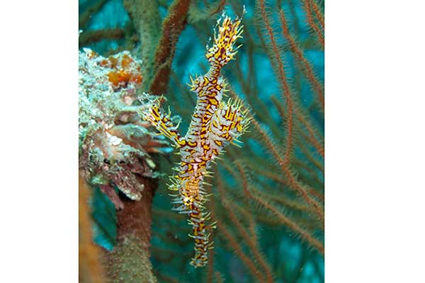 (Solenostomus paradoxus)
