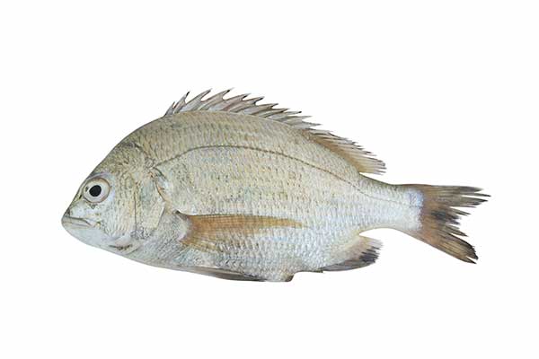 Sparus ziemny (Acanthopagrus berda)