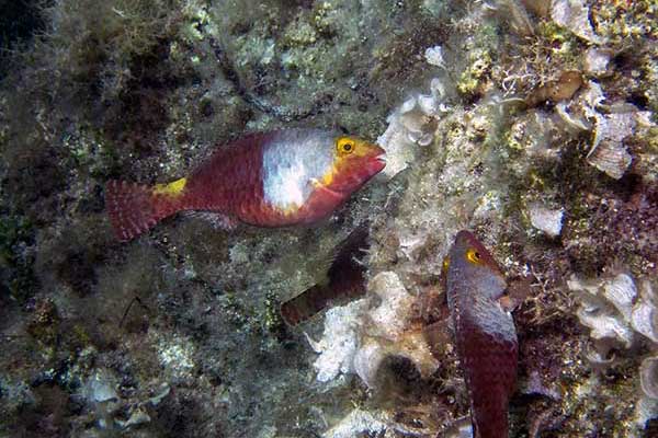 Sparysoma kreteńska (Sparisoma cretense)