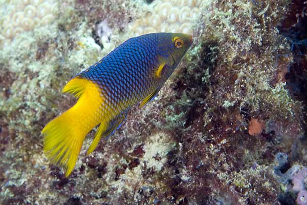 Strzępik karaibski (Bodianus rufus)