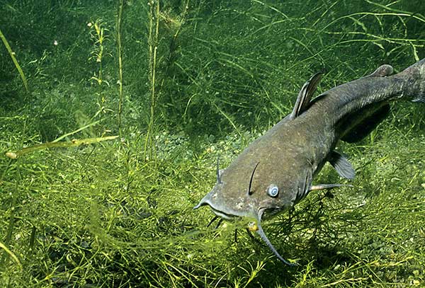 Sumik karłowaty, amerykański sumik karłowaty (Ameiurus nebulosus )