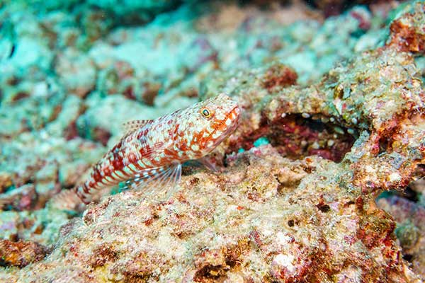 (Synodus spp.)