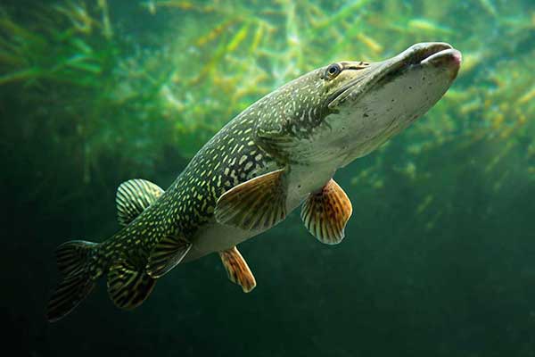 Szczupak, szczupak pospolity (Esox lucius)