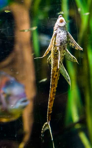 Szydlik iglasty (Farlowella acus)