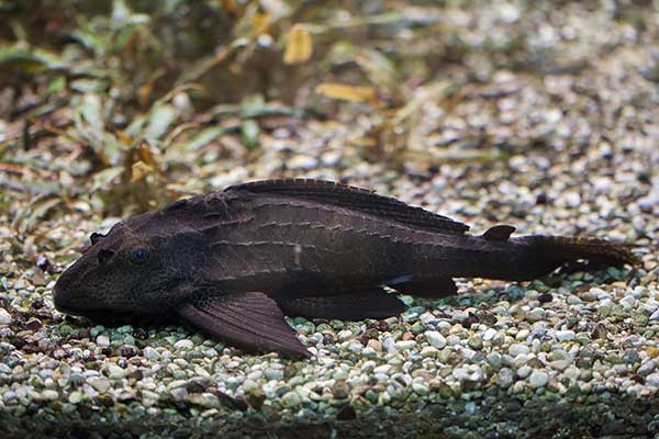 Tarczobok żaglopłetwy (Acanthicus adonis)