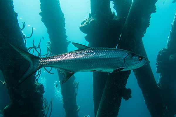 Tarpon atlantycki (Megalops atlanticus)