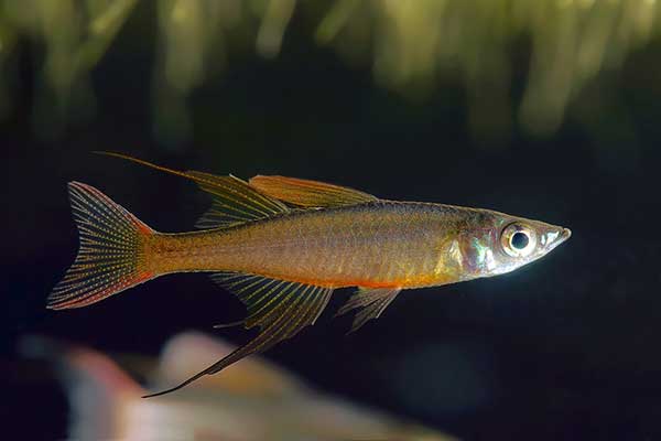 Tęczanka Wernera, tęczanka filigranowa (Iriatherina werneri)