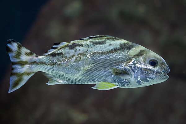 (Terapon jarbua)