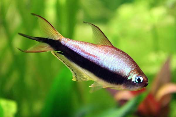 Błyszczyk cesarski, tetra cesarska (Nematobrycon palmeri)