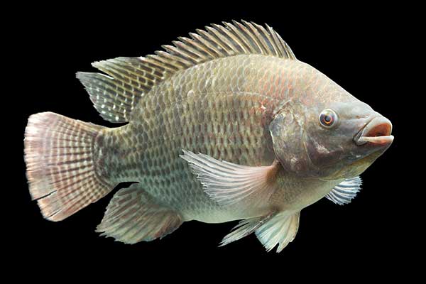 Tilapia mozambicka (Oreochromis mossambicus)