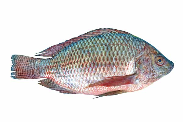 Tilapia nilowa (Oreochromis niloticus)