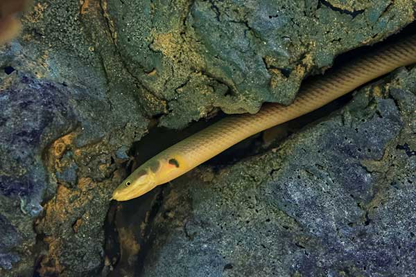 Trzcinnik kalabarski (Erpetoichthys calabaricus)