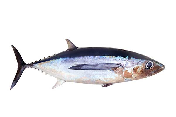 Tuńczyk biały (Thunnus alalunga)