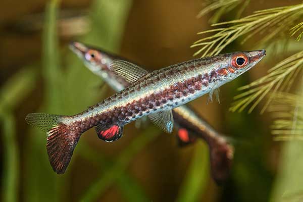 Ukośnik ozdobny (Nannostomus eques)