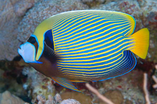 Ustniczek cesarski (Pomacanthus imperator)