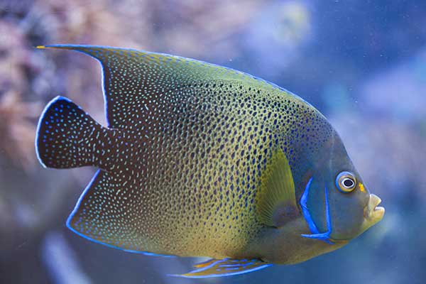 Ustniczek królewski (Pomacanthus semicirculatus)