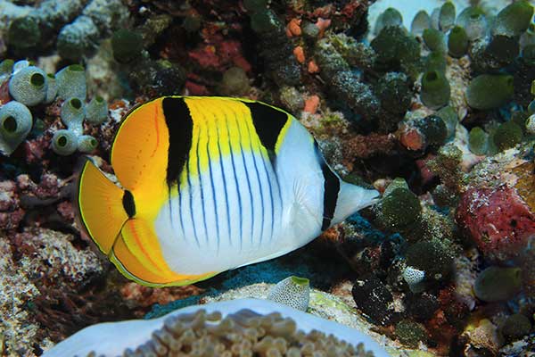 Ustnik czteroplamy (Chaetodon falcula)