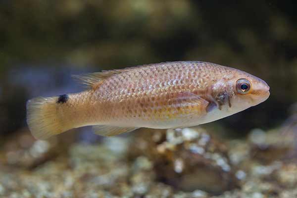 Wargacz skalik (Ctenolabrus rupestris)
