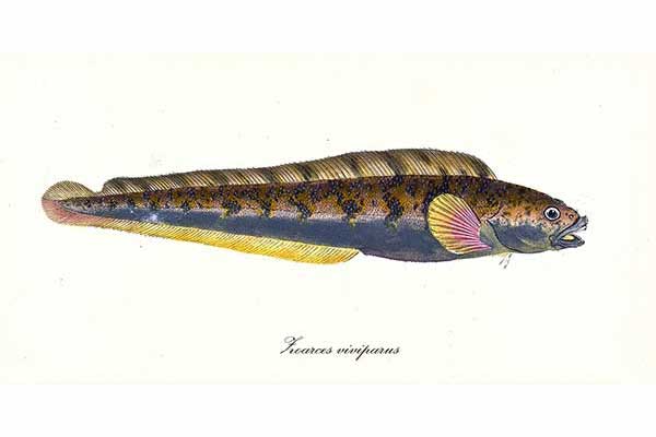 Węgorzyca (Zoarces viviparus)