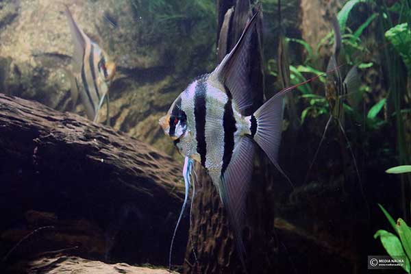 Żaglowiec z Orinoko (Pterophyllum altum)