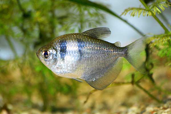 Żałobniczka, czarna tetra (Gymnocorymbus ternetzi)