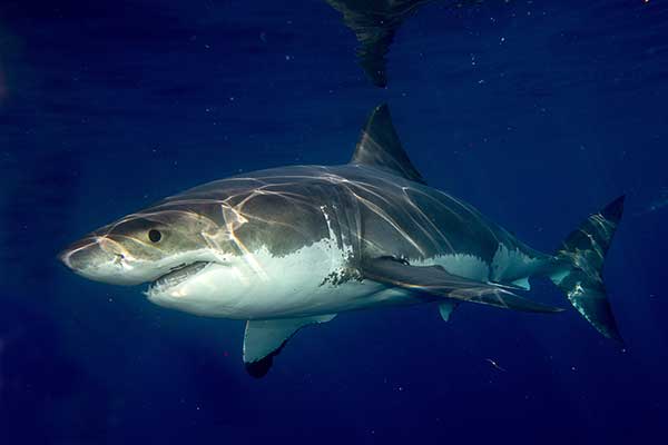 Żarłacz ludojad, żarłacz biały, rekin ludojad (Carcharodon carcharias)