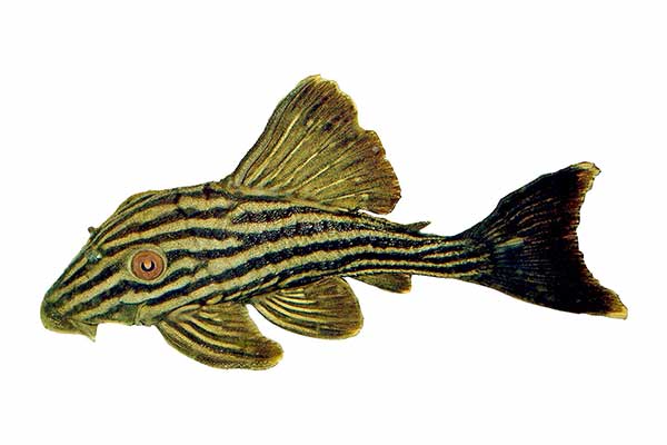 Zbrojnik czarnopasy (Panaque nigrolineatus)