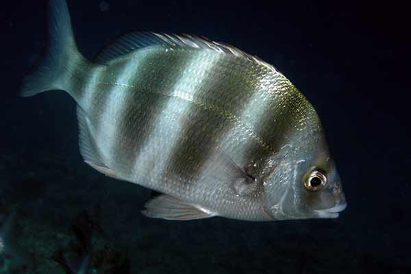 Zebryl (Diplodus cervinus)