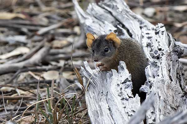 Chutliwiec żółtostopy (Antechinus flavipes)