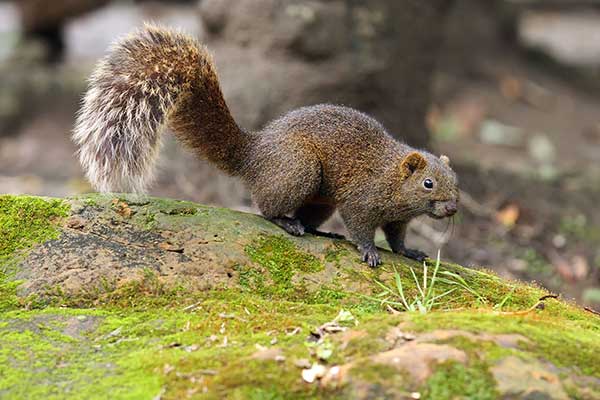 Wiewiórczak rdzawobrzuchy (Callosciurus erythraeus)