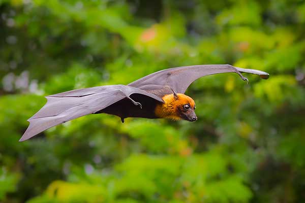 Rudawka złotoszyja (Pteropus lylei)