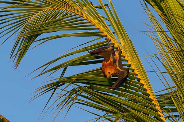 Rudawka mauritiuska (Pteropus niger)