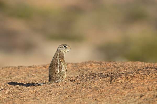 Afrowiórka damarska (Xerus princeps)