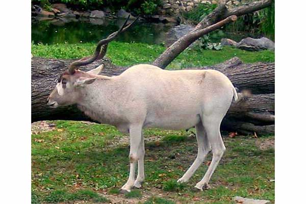 Adaks pustynny (Addax nasomaculatus)