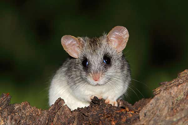 Akacjoszczur zaroślowy (Thallomys paedulcus)