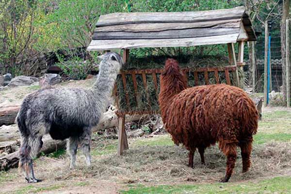 Alpaka (Lama pacos)