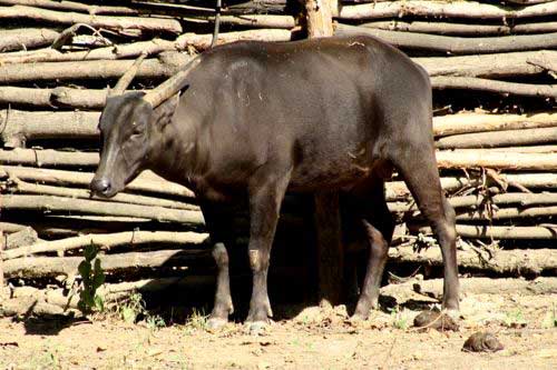 Anoa nizinny (Bubalus depressicornis)