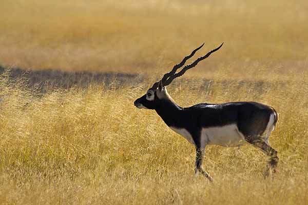 Antylopa indyjska (Antilope cervicapra)