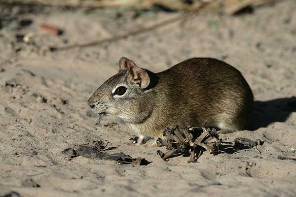 Kawia brazylijska (Cavia aperea)