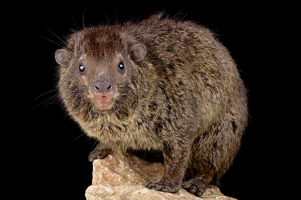 Arbogóralek szary (Dendrohyrax dorsalis)