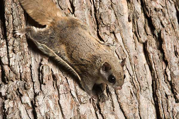 Assapan południowy (Glaucomys volans)