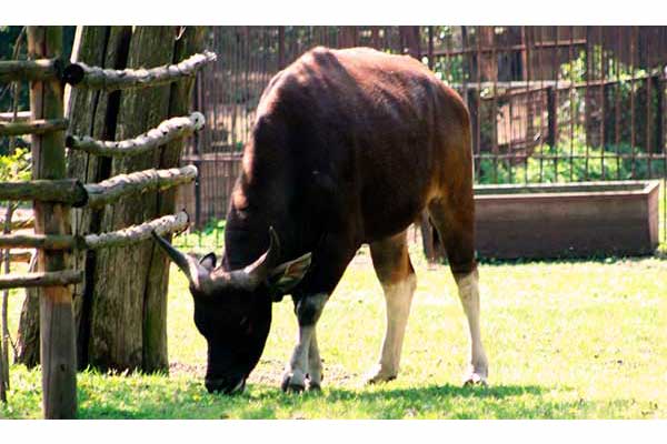 Banteng azjatycki (Bos javanicus)