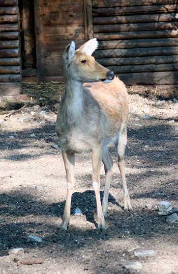 Barasinga bagienna (Rucervus duvaucelii)