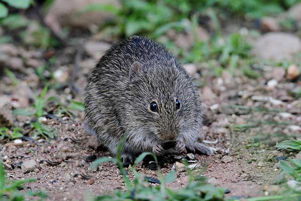 Bawełniak arizoński (Sigmodon arizonae)