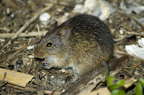 Bawełniak szczeciniasty (Sigmodon hispidus)