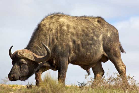 Bawół afrykański (Syncerus caffer)