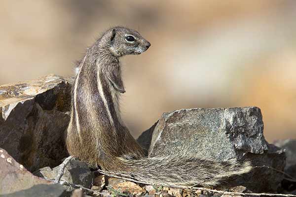 Berberyjka marokańska (Atlantoxerus getulus)