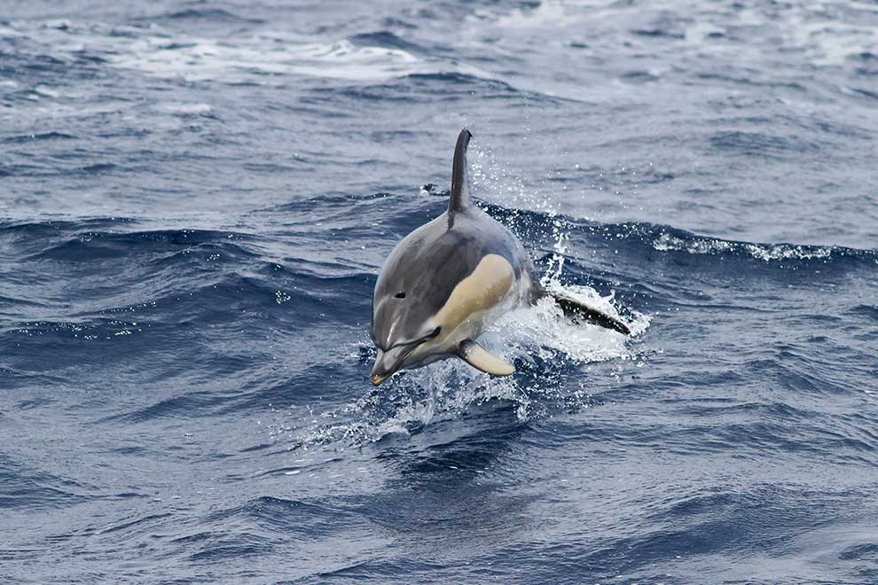 delfin zwyczajny (Delphinus delphis)