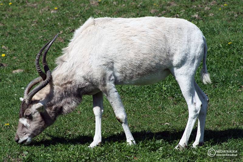 adaks pustynny (Addax nasomaculatus)