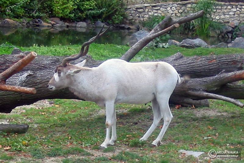 adaks pustynny (Addax nasomaculatus)